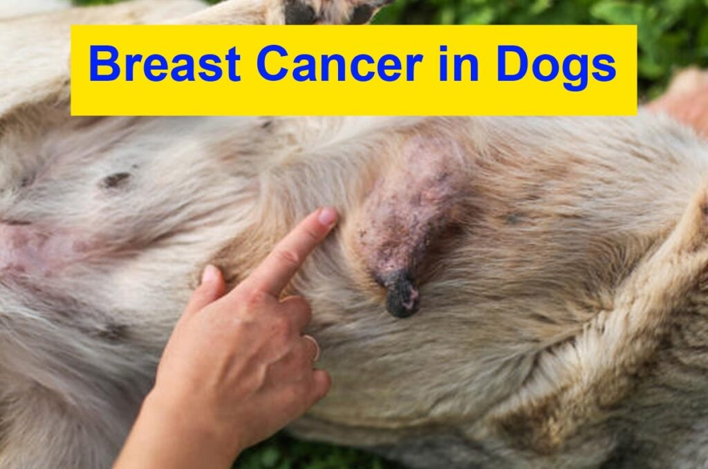 Breast Cancer in Dogs 2024